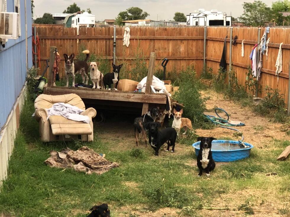 The South Plains SPCA was able to help remove 40 dogs from a residence between Lubbock and...