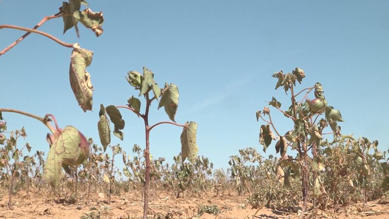 Plains Cotton Growers cubre 42 condados en las Altas Llanuras de Texas.